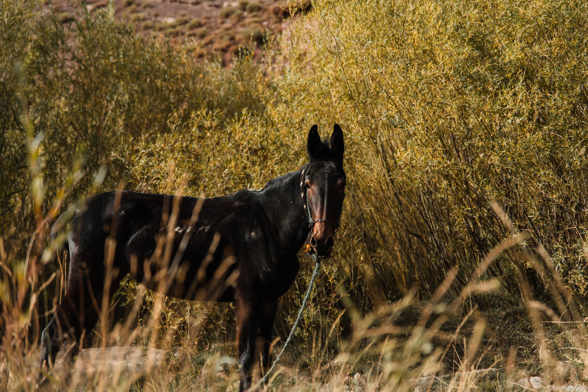Un cheval au Maroc