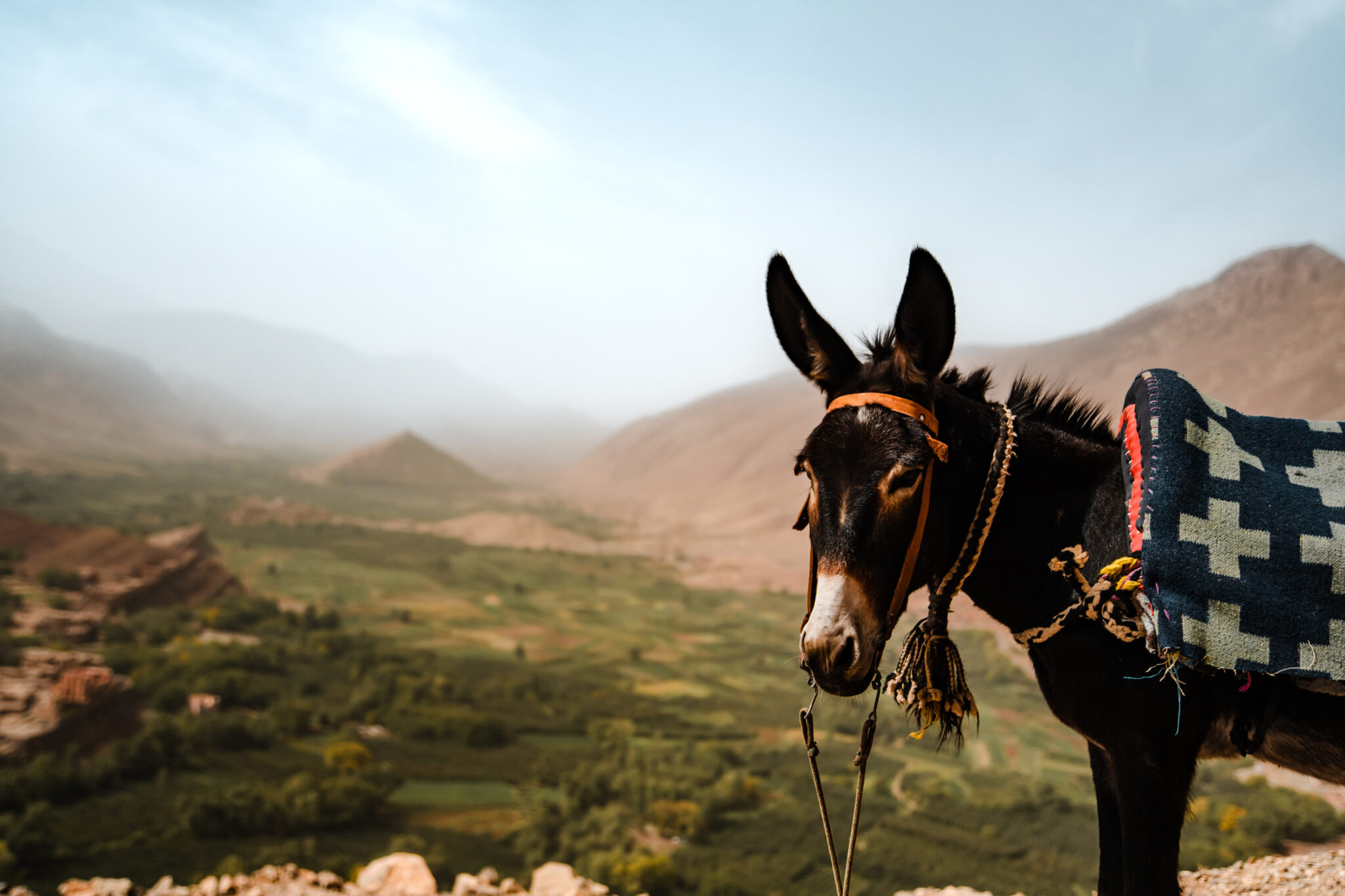 Un âne dans le désert au Maroc